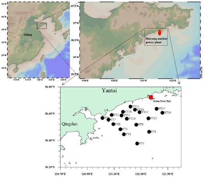 A study on the transfer of radionuclides and of the resulting radiation dose assessment for marine organisms on the eastern coast of Yantai city